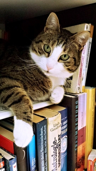 cat-718936_1920